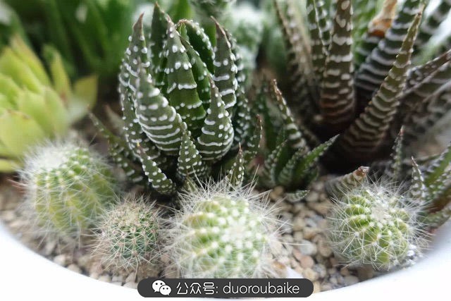 新手种植多肉植物教程,爱生活爱养花花卉绿植养护小知识