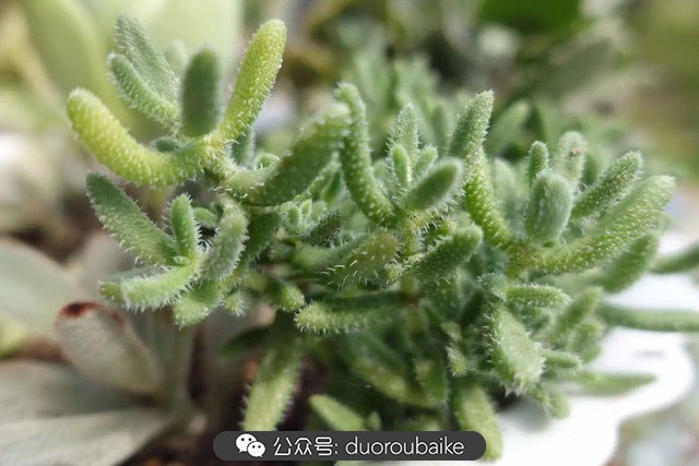 爱生活爱养花花卉绿植养护小知识,爱生活爱养花多肉植物养护小技巧