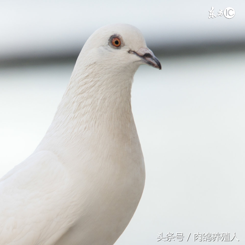 肉鸽防病绝密配方,中草药肉鸽养殖