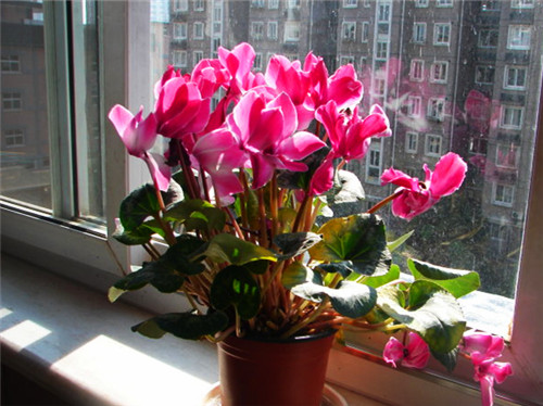 仙客来花叶发黄怎么养,仙客来花叶为什么发黄