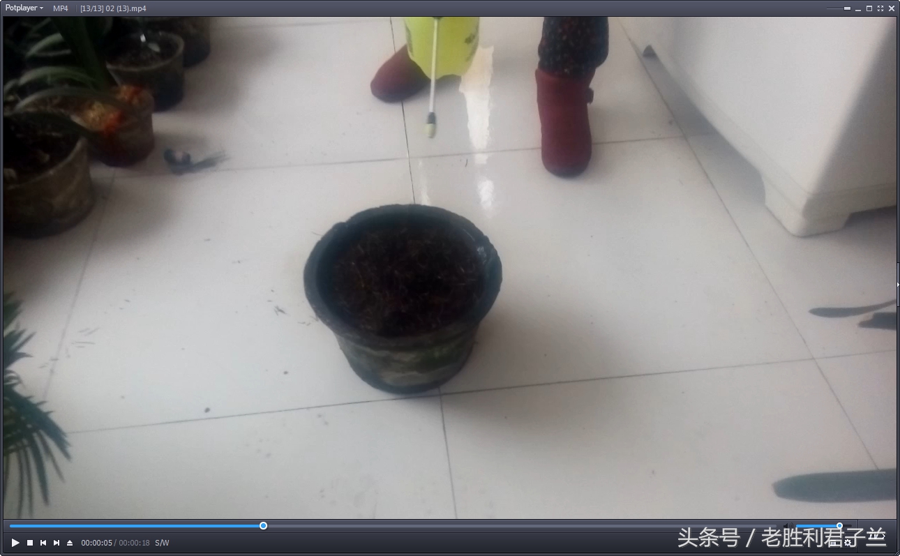 跟我学养君子兰系列短片（君子兰育种的全过程）