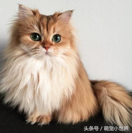 十大高颜值猫照片,唯一一张最可爱猫咪图片