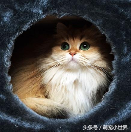 十大高颜值猫照片,唯一一张最可爱猫咪图片