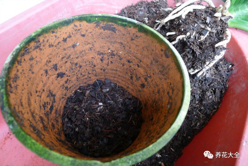 别人家的君子兰,君子兰没长出来就开花了怎么回事