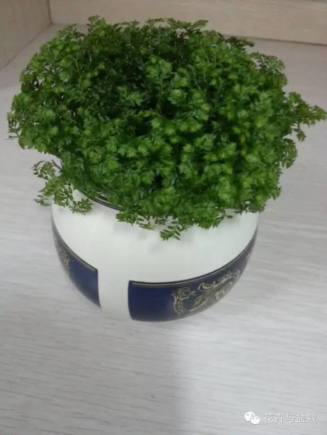 适合盆栽的蕨类有哪些,盆栽蕨类植物养护注意事项