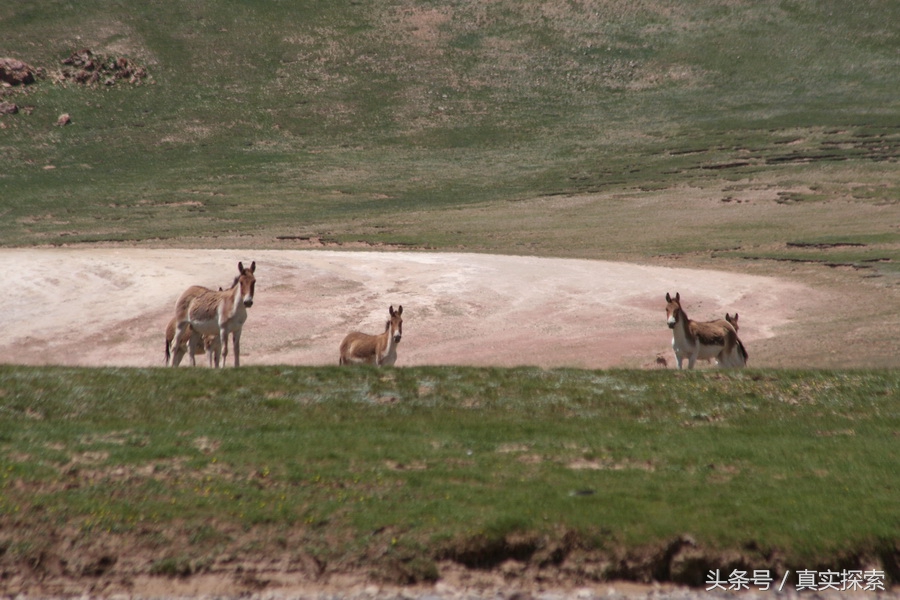 荒野求生秘籍完整版,荒野自救教程