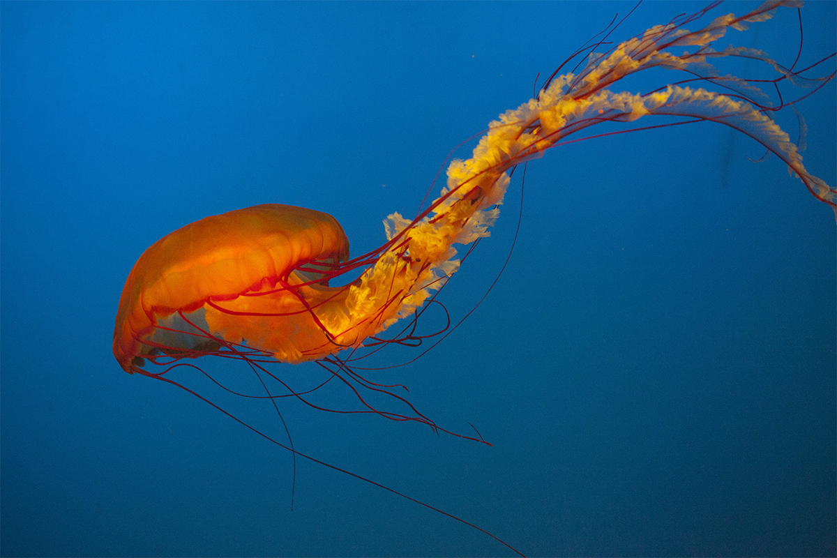 水母海洋世界,中国海洋世界水母馆