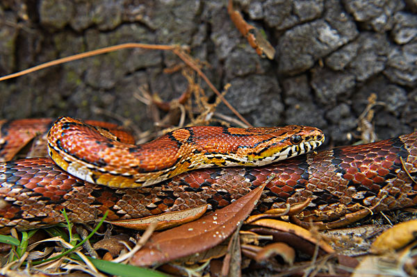 鏉戦暱琚瘨铔囧挰,鏉戦暱閬泧鍥存敾