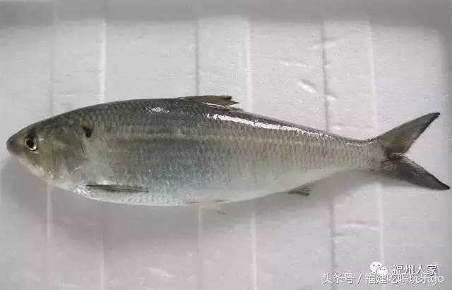 福建十大公认最好吃的菜,福建海鲜美食排行榜前十名