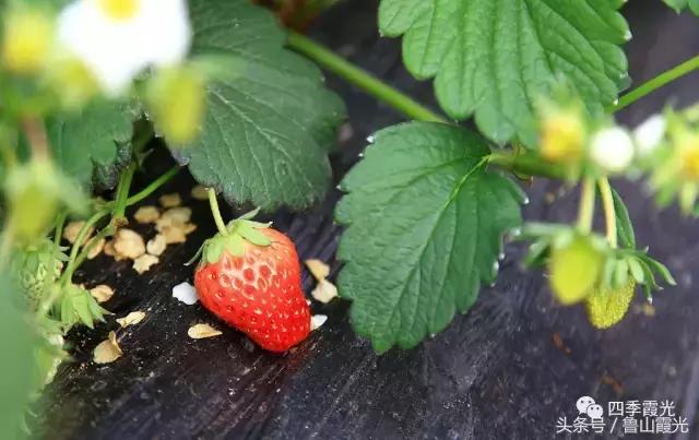 魅力龙泉,龙泉镇富硒采摘园