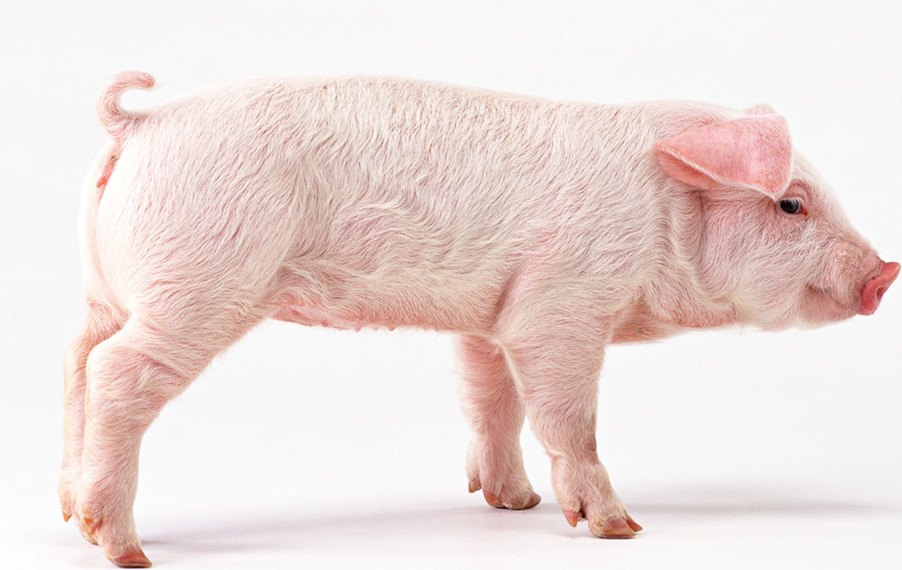 仔猪水肿病的防治措施毕业论文,治仔猪水肿病的特效药