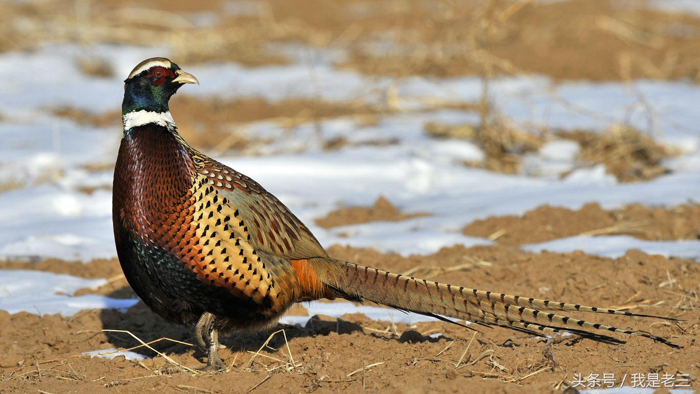 冬季抓野鸡，这样会让它自投罗网