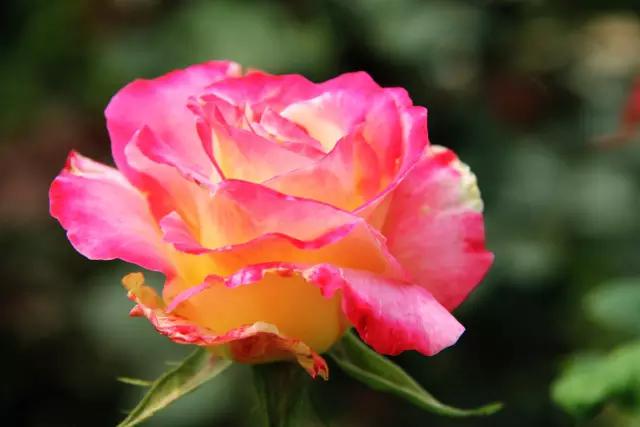 从东莞出发,不到两小时,就可以感受到靓爆灯的童话世界！