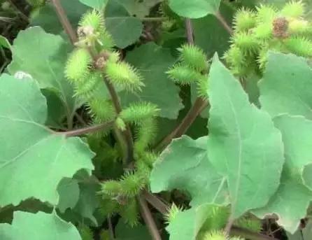 云南人再贵也要吃野生菌,云南人吃饭奢侈