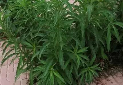 云南人再贵也要吃野生菌,云南人吃饭奢侈