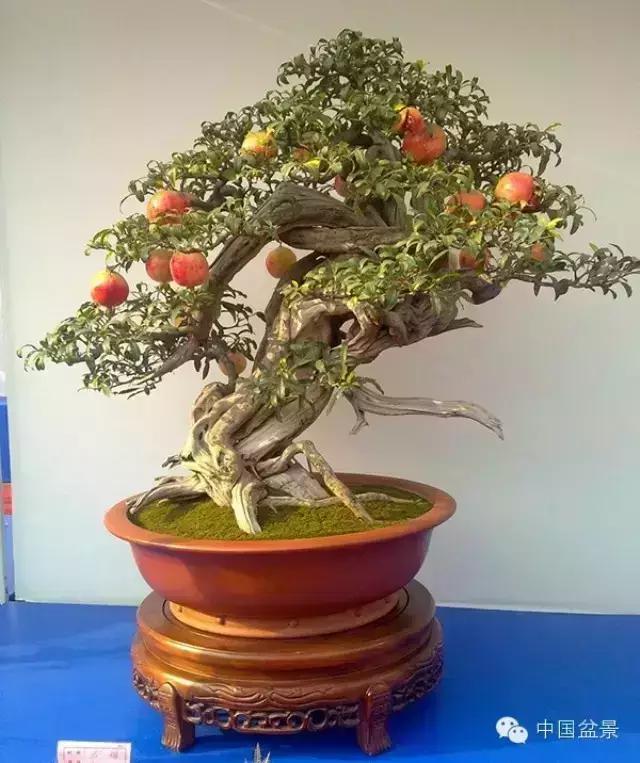 一株盆景60万元,石榴盆景100种图片