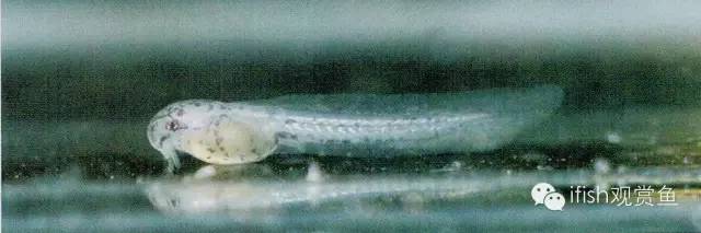 鼠鱼如何繁育,小型鼠鱼怎么养