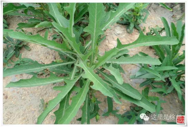 徐州春季野菜大全,徐州农村野菜