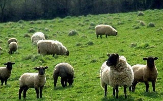 澳洲必买的10款单品,扒一扒那些物美价廉的澳洲好物