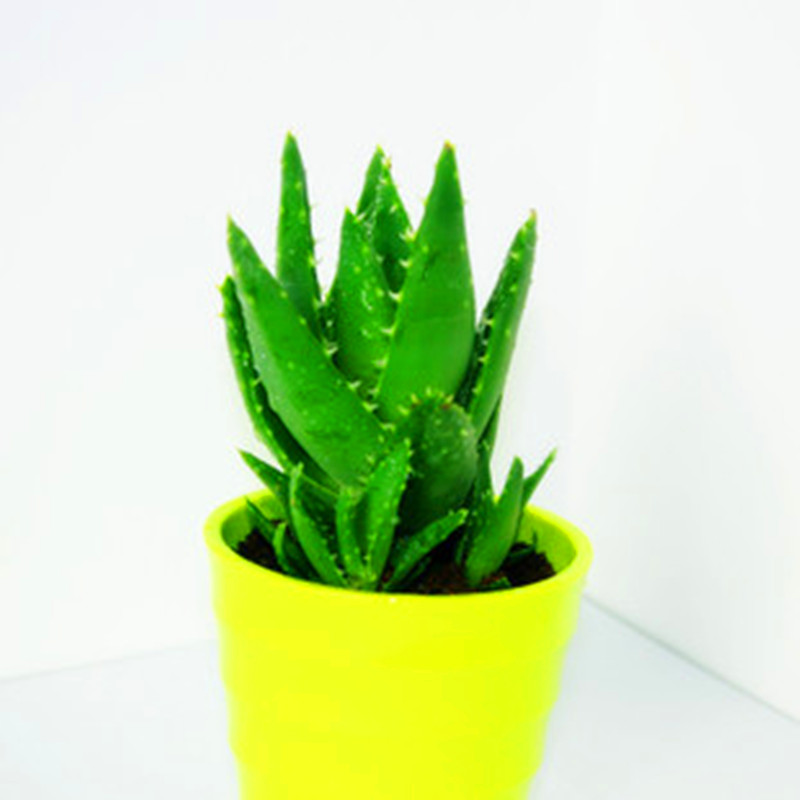 芦荟的价值有哪些,可食用芦荟和一般芦荟的区别