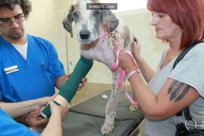 饱受虐待流浪狗虚弱到会死掉，但它获救后的模样连志工都不敢置信