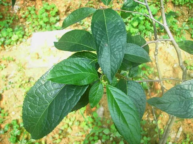 云南人再贵也要吃野生菌,云南人吃饭奢侈