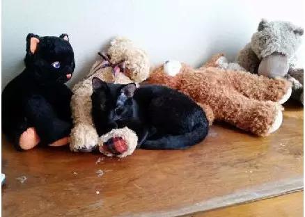 主人救了小猫,主人癫痫发作猫反应