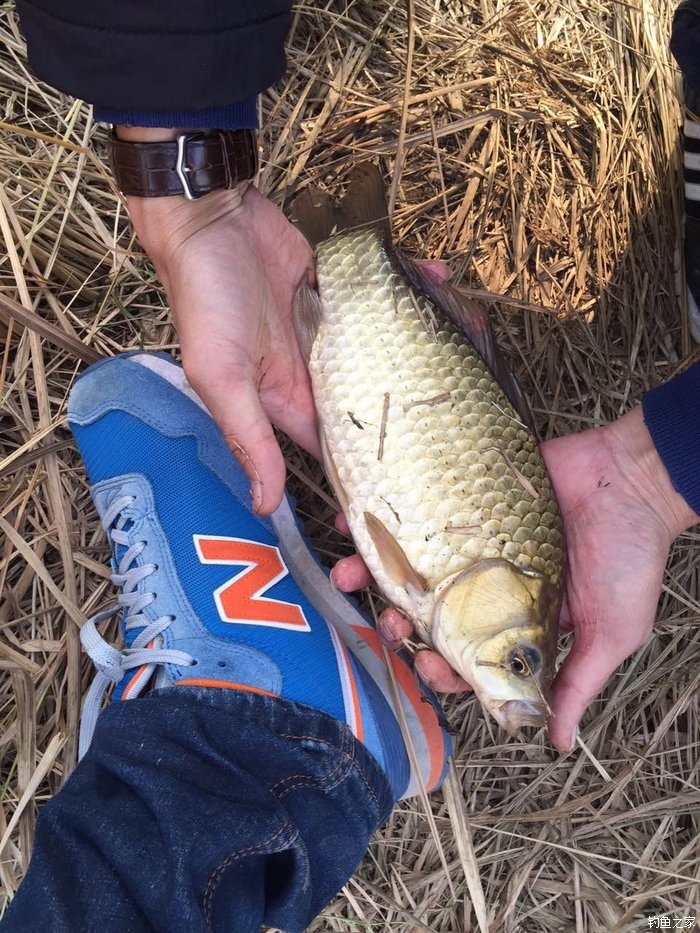 钓鲫鱼红虫带散炮,废弃鱼塘钓鲫鱼