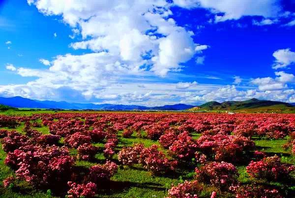 中国十四天旅行攻略 (顺着24节气游遍中国)