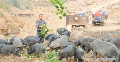 农村创业,可以做哪些项目呢?