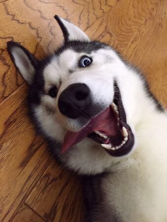 养哈士奇一个月需要多少钱,新手养哈士奇一个月花销多少