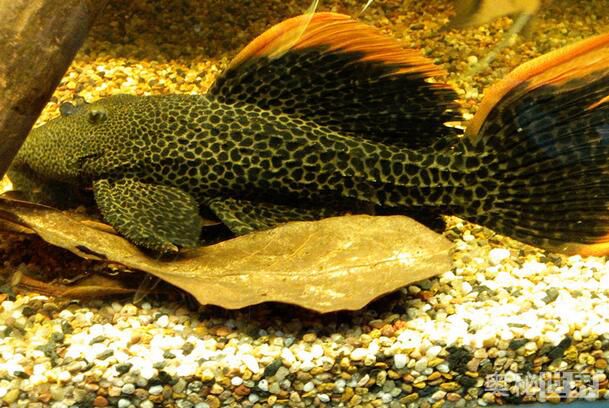 24k黄金达摩野生和人工的区别,24k黄金达摩真的有黄金吗