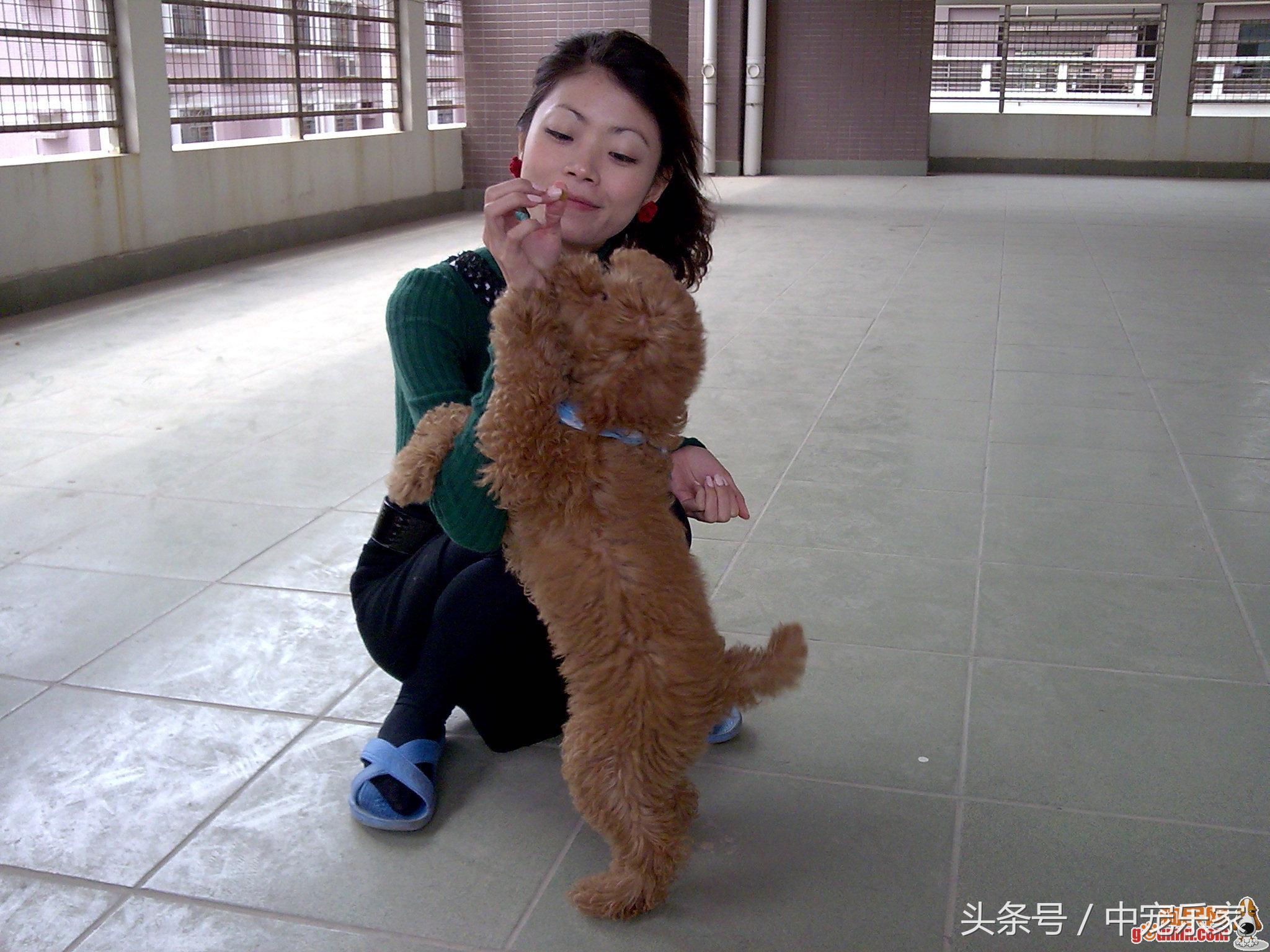 泰迪狗狗怎么养得最好呢,笼养泰迪幼犬怎么训练的