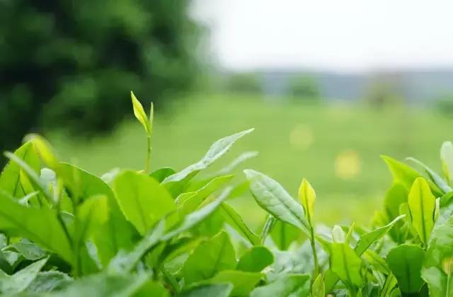 凤冈毛尖锌硒茶价格表,凤冈锌硒茶是绿茶吗