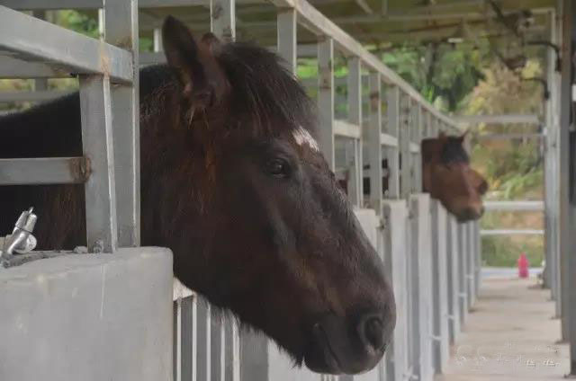 大尖山露营公园图,五桂山山旮旯露营基地