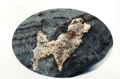 你知道为什么奇石长得像方角石呢,这18块奇石可以称为顶级奇石