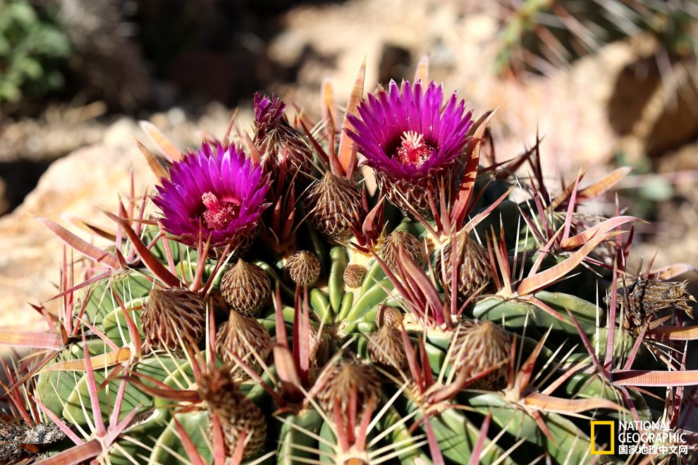 图森仙人掌,图森地理位置