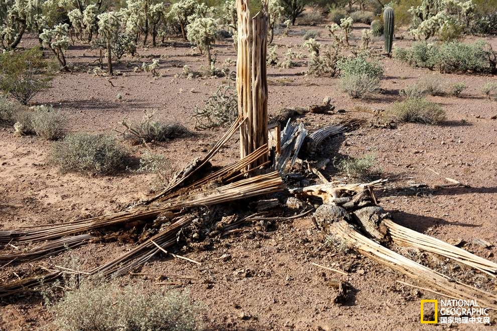 图森仙人掌,图森地理位置