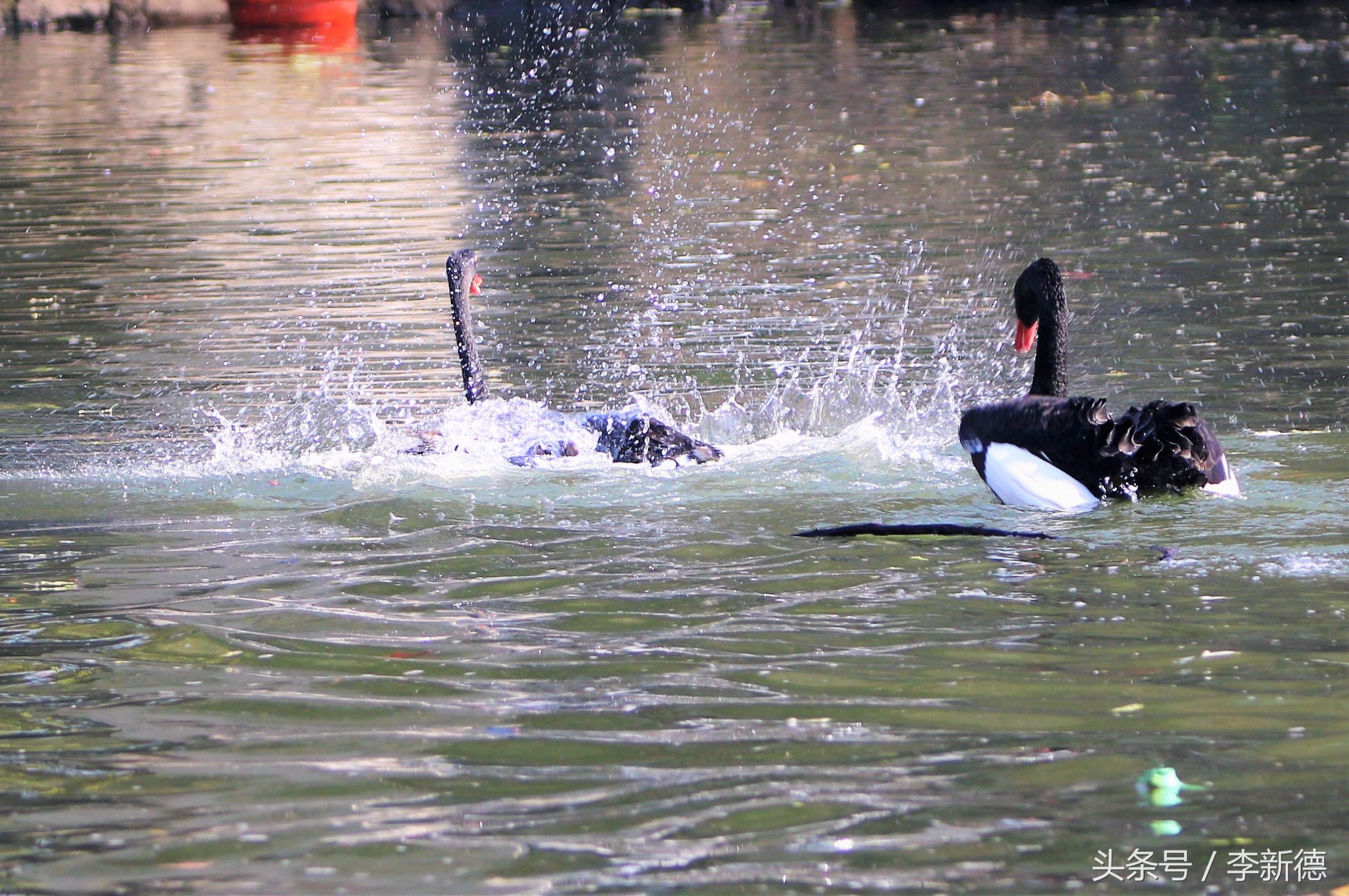 适马150-600镜头拍海上,适马150-600镜头拍视频怎么样