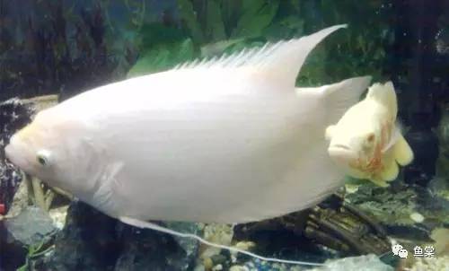 新手如何饲养龙鱼魟鱼,如何养好龙鱼跟魟鱼