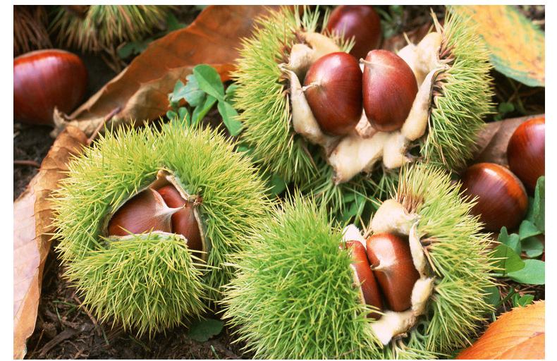 缃楃敯鏉挎牀椋庢櫙瑙嗛,缃楃敯鏉挎牀鍗抽鏉挎牀