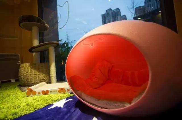 成都宠物寄养基地,成都狗狗寄养