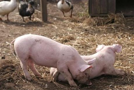 猪为什么到处乱拉尿,为什么这些猪很喜欢吃野草