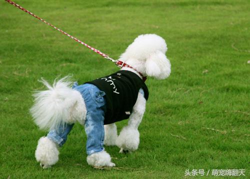 狗狗腿自己摔了一下瘸了怎么恢复,狗狗腿瘸了怎么能让它快速好起来