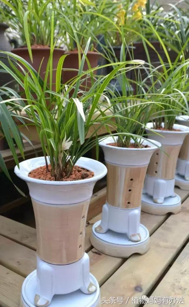 神奇植物在哪里英文,神奇植物在哪里全集