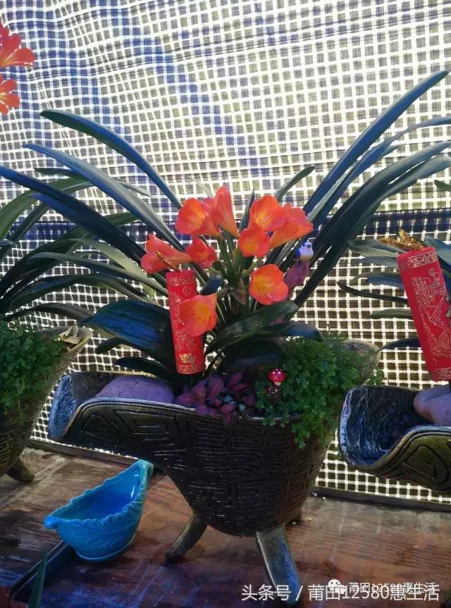 这个时候莆田哪里可以赏花,莆田春天哪里赏花