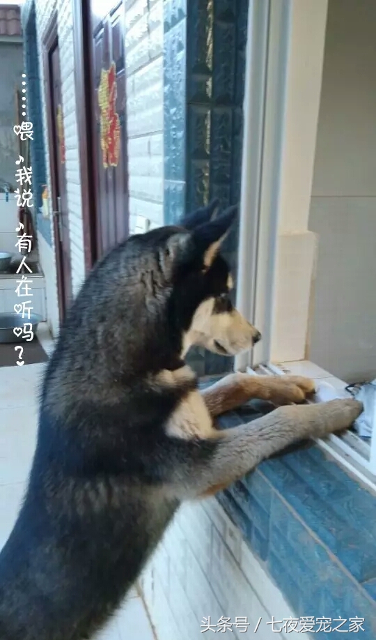 哈士奇在农村放养还是拴住,哈士奇不能养吗