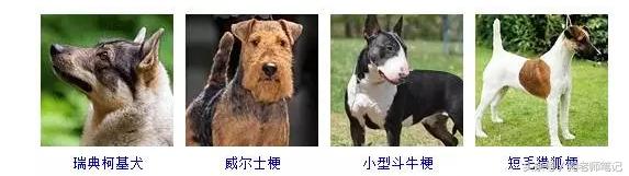狗狗品种大全按体型智商怎么分,聪明狗狗品种大全及图片及名字