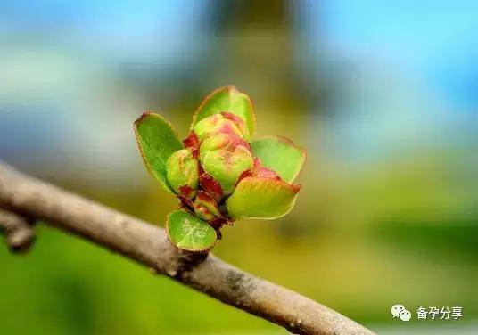 上次胎停育了,再次备孕该怎么做能避免呢?