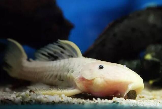 24k黄金达摩野生和人工的区别,24k黄金达摩真的有黄金吗